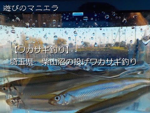埼玉県 柴山沼の投げワカサギ釣り 全国釣り動画 Snsまとめサイト