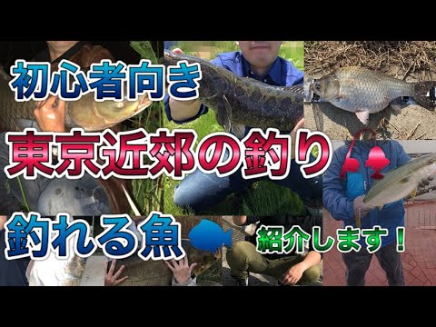 初心者向け 東京近郊で出来る釣り 釣れる魚まとめてみました 全国釣り動画 Snsまとめサイト