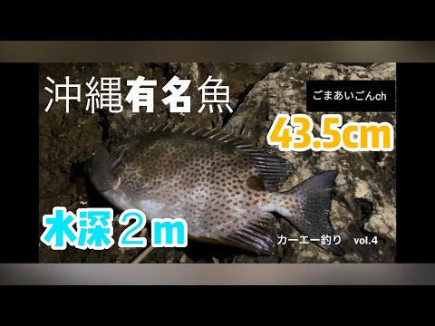 沖縄の強い魚 今年の記録更新 カーエー釣り 全国釣り動画 Snsまとめサイト