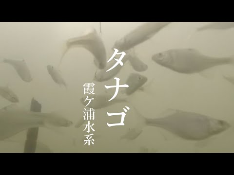 小物釣り 茨城県 霞ケ浦水系 水路でタナゴ釣り 21年 全国釣り動画 Snsまとめサイト