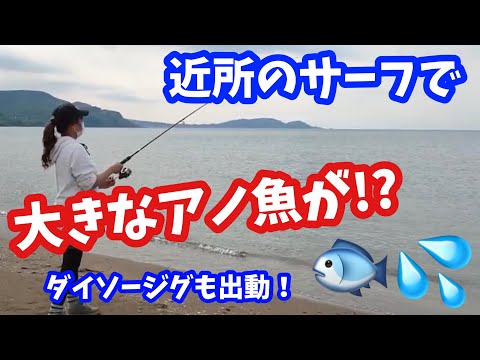 北海道釣り 銭函のサーフで釣りしたら巨大なアノ魚が釣れた ダイソージグ 全国釣り動画 Snsまとめサイト