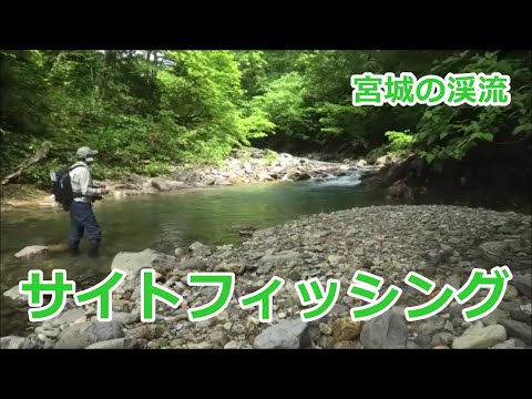 サイトフィッシング ｲﾜﾅ30cm 宮城の渓流 みちのく釣りの旅 ﾌﾗｲﾌｨｯｼﾝｸﾞ渓流釣り 4k Fly Fishing 全国釣り 動画 Snsまとめサイト