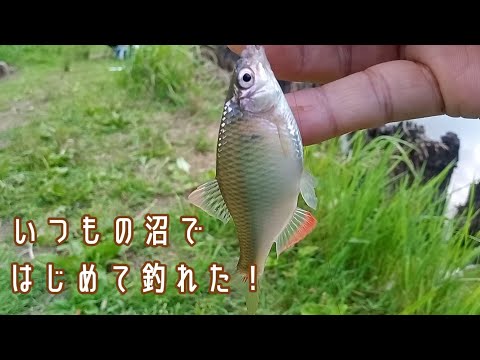 埼玉県 近所の沼 小物釣り カネヒラ が釣れた 全国釣り動画 Snsまとめサイト