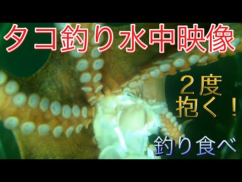 タコ釣り水中映像 堤防から雨の次の日でもタコは好反応 手羽元が安くて好物かも 65本目 全国釣り動画 Snsまとめサイト