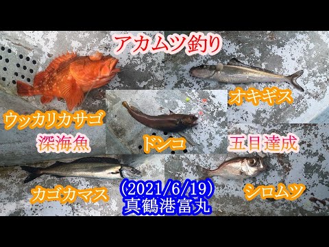 神奈川県の真鶴沖でアカムツ釣り 吹き流し仕掛けで深海魚五目達成しました 全国釣り動画 Snsまとめサイト