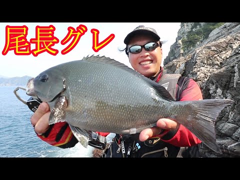 夏の尾長グレ釣り ｉｎ大分県佐伯市米水津 沖黒島 西のサラシ 全国釣り動画 Snsまとめサイト