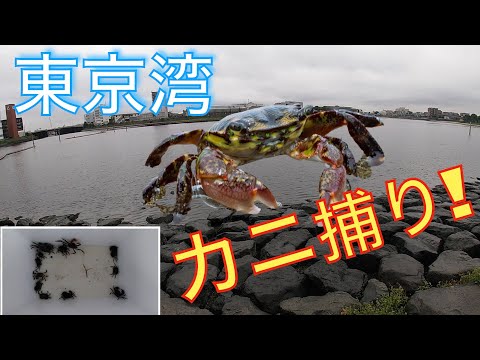 東京湾カニ捕り チヌ釣り用のカニ餌捕りました 初心者が京浜運河でチヌを狙う 全国釣り動画 Snsまとめサイト