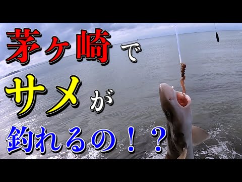 キス釣りしてたら サメ が釣れた 神奈川 湘南 茅ケ崎 サザンビーチ 全国釣り動画 Snsまとめサイト