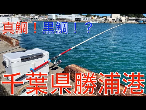 脚光を浴びる千葉県勝浦港で釣り クロダイが面白いほど釣れる 全国釣り動画 Snsまとめサイト
