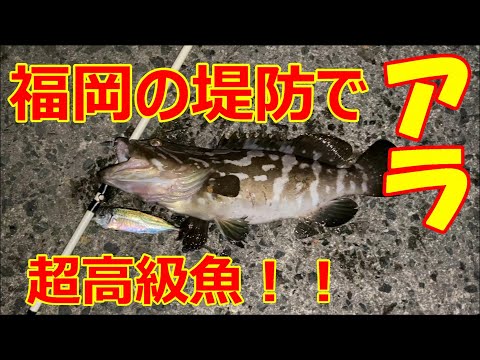 福岡 泳がせ釣り初心者が堤防の足元でクエ アラ を釣る 奇跡の釣果 全国釣り動画 Snsまとめサイト