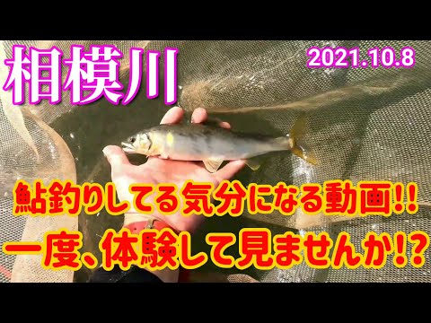 鮎釣り 21 10 8神奈川県相模川葉山島 27 全国釣り動画 Snsまとめサイト