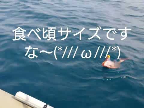 青森県鯵ヶ沢釣行7 29 全国釣り動画 Snsまとめサイト