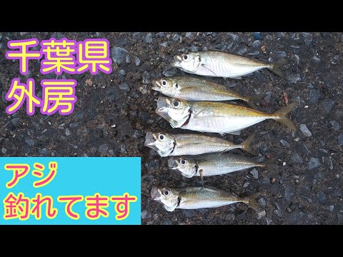 22年7月 千葉県 外房 アジ釣り 全国釣り動画 Snsまとめサイト