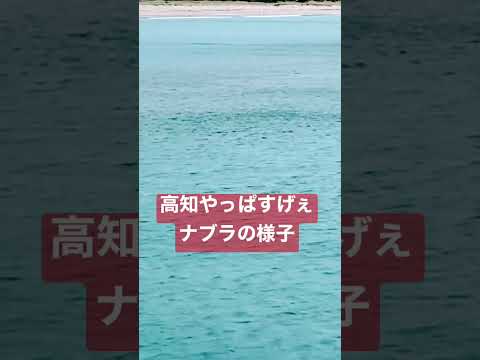 高知の海でのナブラの様子 釣り ショアジギング ボイル 全国釣り動画 Snsまとめサイト